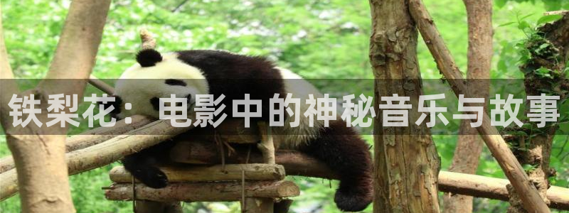 樱桃污视频下载：铁梨花：电影中的神秘音乐与故事