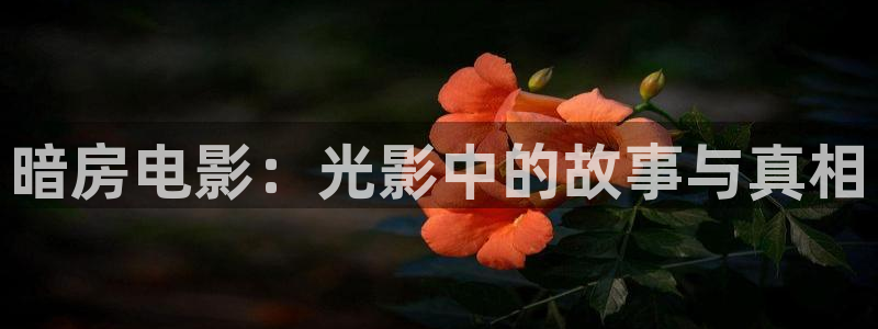 樱桃红电视剧全集38集在线观看：暗房电影：光影中的故事与真相